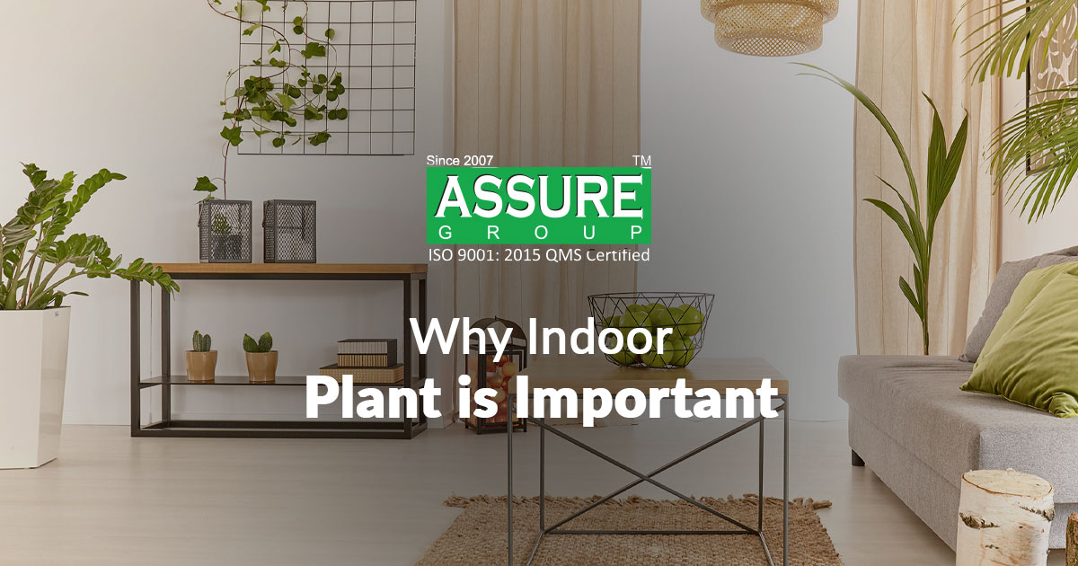 Why Indoor Plant is Important